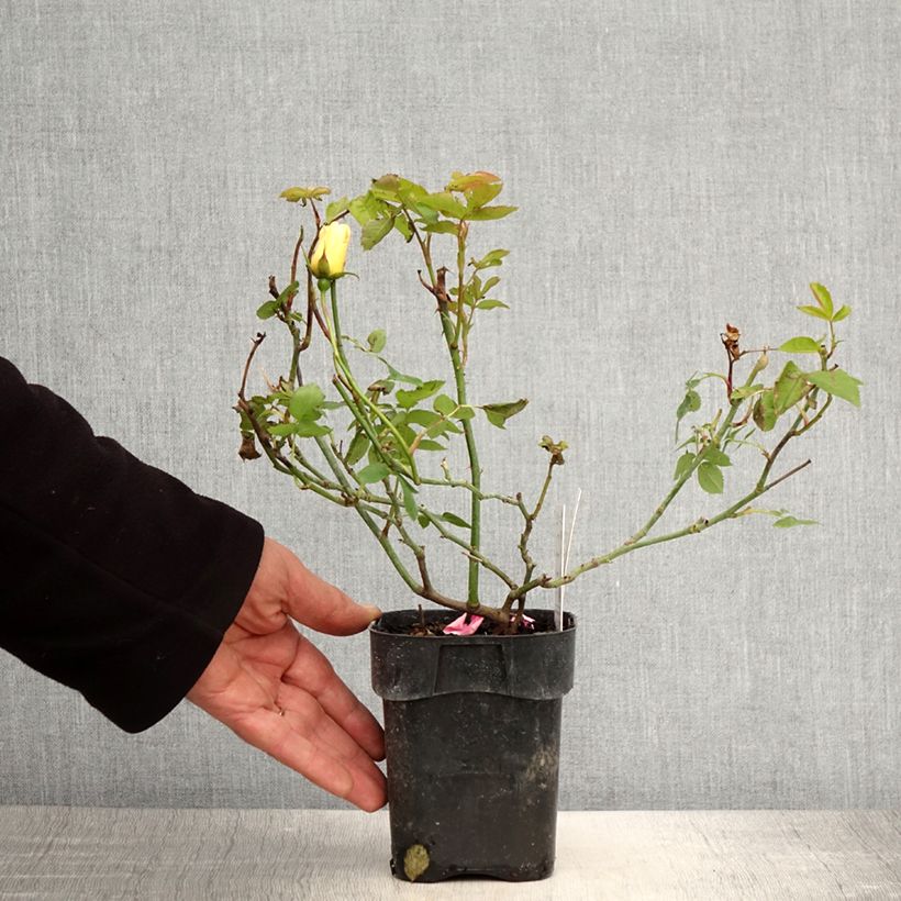 Spécimen de Rosier nain Lemon Fizz - Pot de 10 cm/11cm tel que livré au printemps