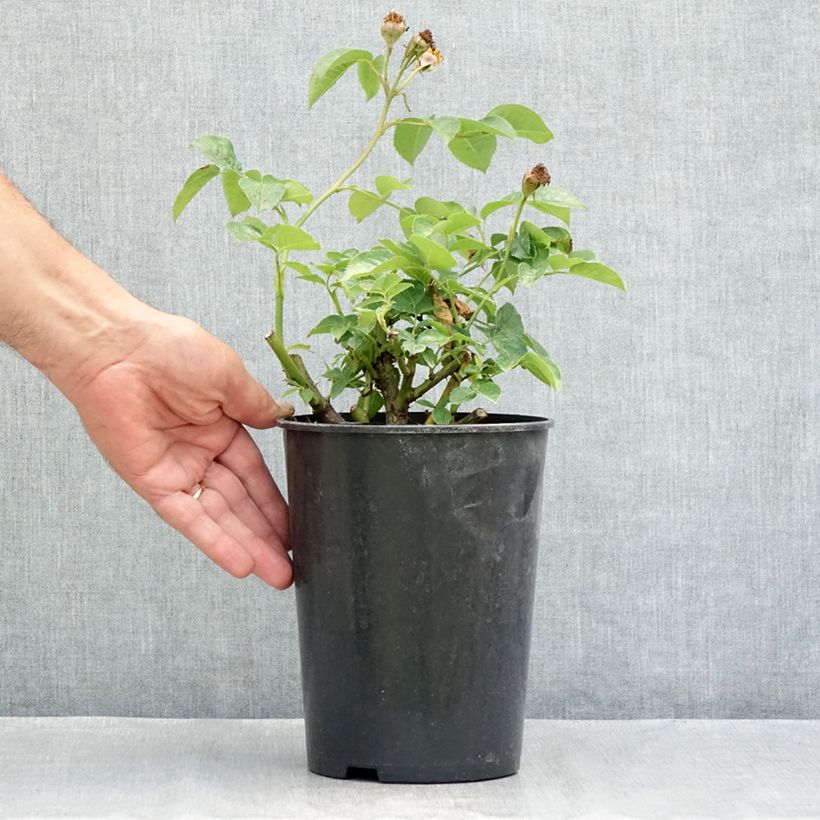 Spécimen de Rosier nain Lemon Fizz Pot de 3L/4L tel que livré en été