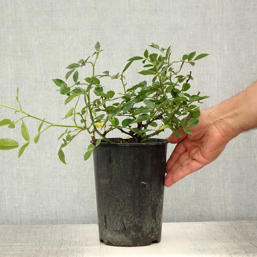 Spécimen de Rosier nain Little Sunset Pot de 3L/4L, 25/30 tel que livré en été