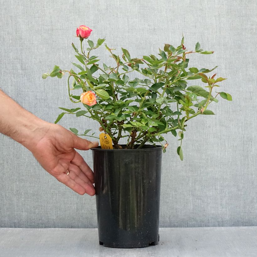 Spécimen de Rosier nain Little Sunset Pot de 1,5L/2L tel que livré en été
