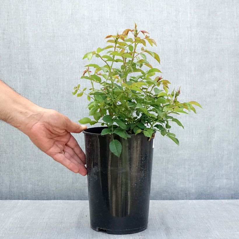 Spécimen de Rosier nain Maestro Babylon Eyes Pot de 4L/5L tel que livré en été