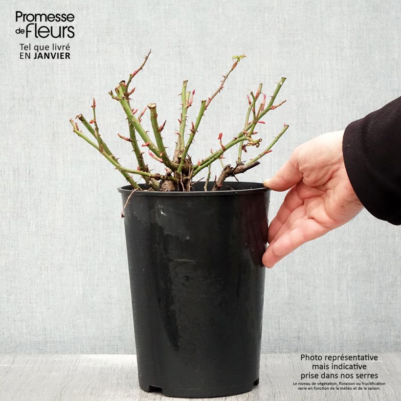 Spécimen de Rosier nain Maestro Babylon Eyes Pot de 4L/5L tel que livré en hiver