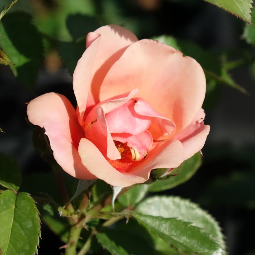 Rosier nain Maestro Babylon Eyes (Floraison)
