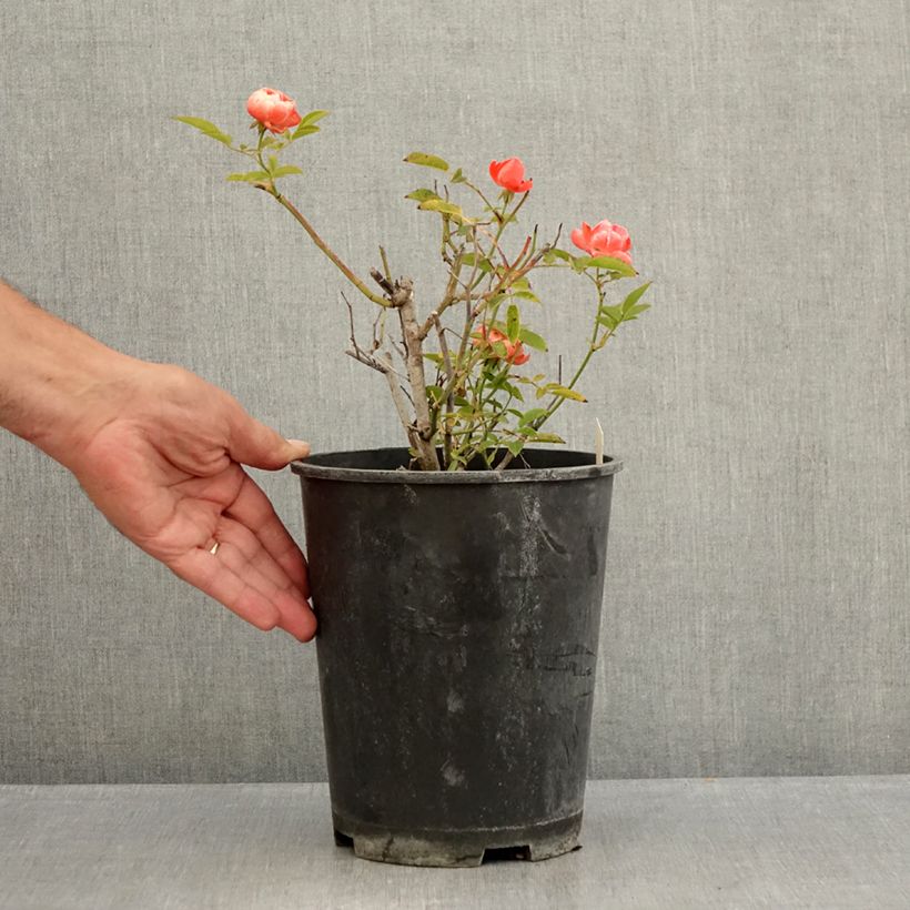 Spécimen de Rosier nain ou miniature Fête des Pères  Pot de 3L/4L tel que livré en été