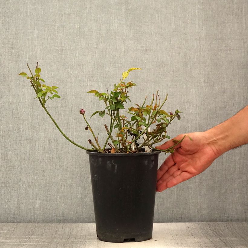 Spécimen de Rosier nain ou miniature Meillandina Lavender®  Pot de 4L/5L tel que livré en été