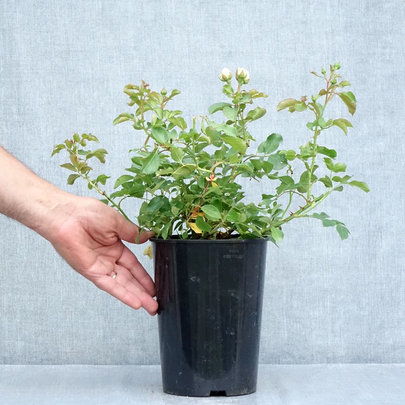 Spécimen de Rosier nain Schneeküsschen  Pot de 2L/3L tel que livré en été