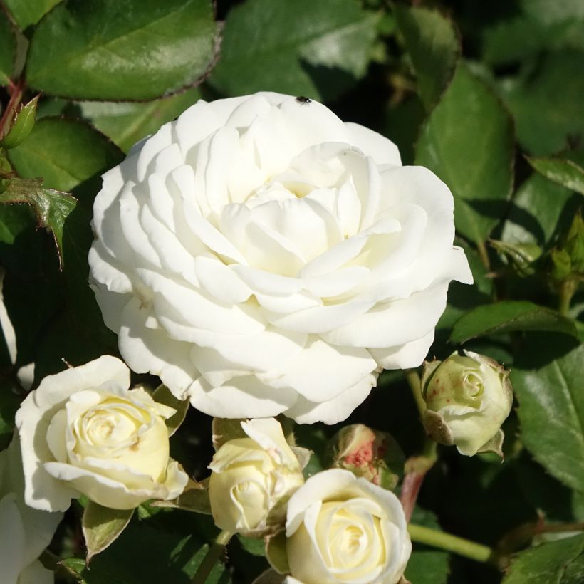 Rosier nain Schneeküsschen  (Floraison)