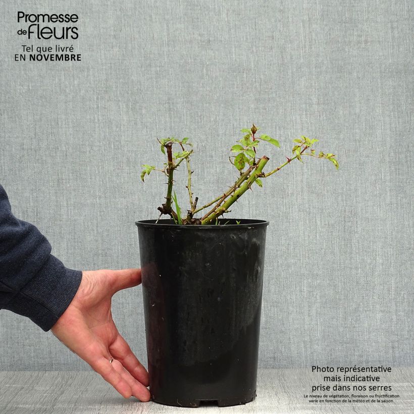 Spécimen de Rosier nain Sunshine Babylon Eyes Pot de 4L/5L tel que livré en automne