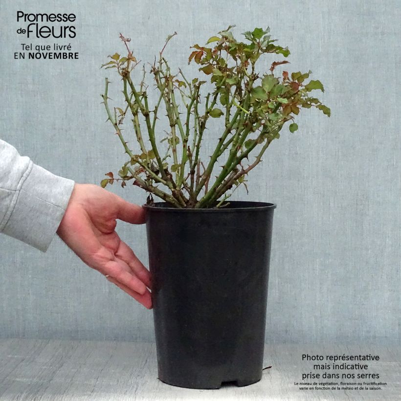 Spécimen de Rosier nain Sweet Babylon Eyes Pot de 4L/5L tel que livré en automne