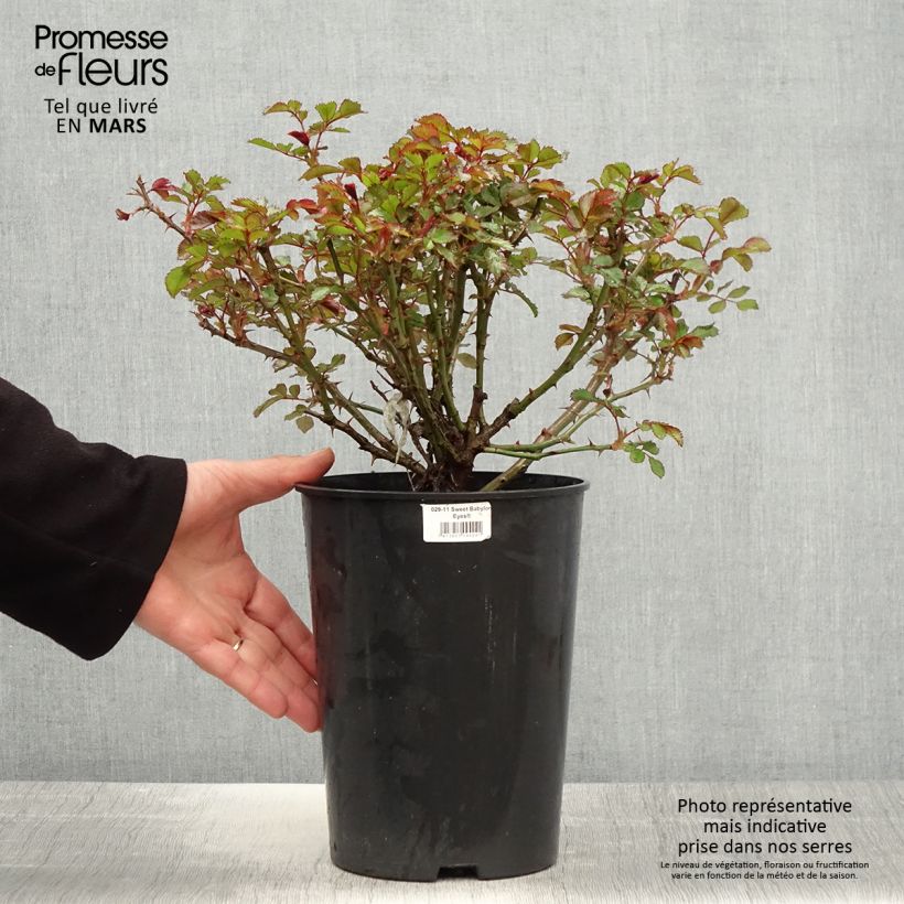 Spécimen de Rosier nain Sweet Babylon Eyes - Pot de 4L/5L tel que livré au printemps
