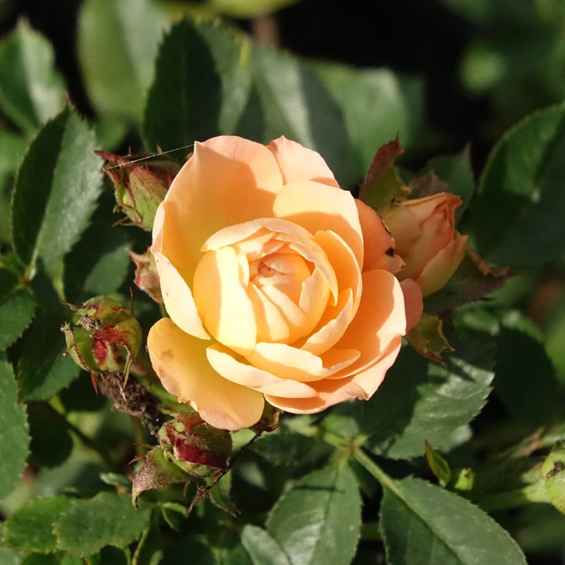 Rosier nain Sweet Dream (Floraison)