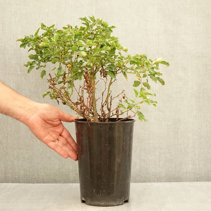 Spécimen de Rosier nain Trendy Babylon Eyes Pot de 4L/5L tel que livré en été