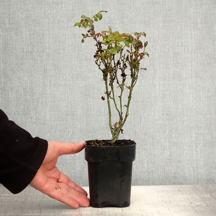 Spécimen de Rosier nain Zepeti  - Pot de 10 cm/11cm tel que livré au printemps
