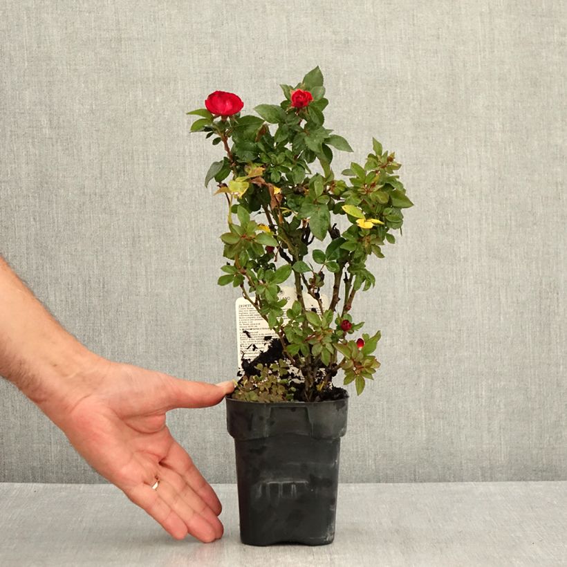 Spécimen de Rosier nain Zepeti  Pot de 10 cm/11cm, Issu de bouture tel que livré en été