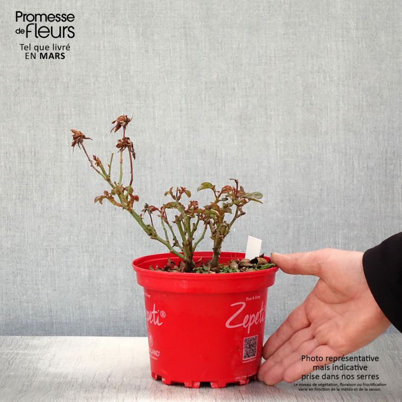 Spécimen de Rosier nain Zepeti  Pot de 3L/4L tel que livré au printemps