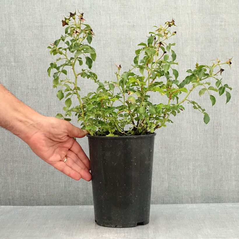Spécimen de Rosier Nectar Garden Lilliput Lupo Pot de 3L/4L tel que livré en été