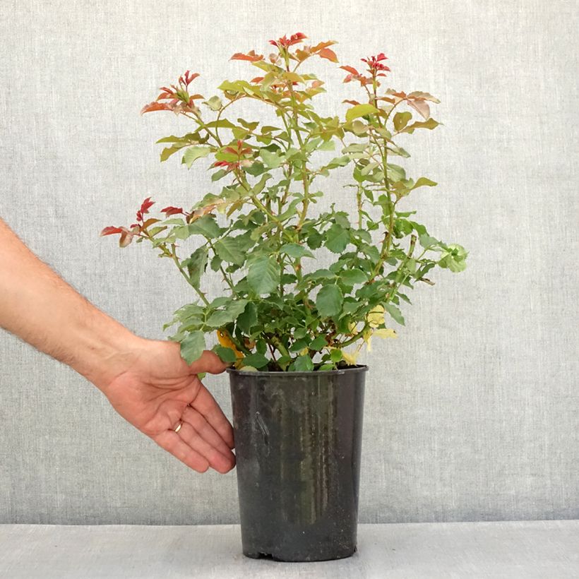 Spécimen de Rosier Patio Rose Xenia Pot de 1,5L/2L tel que livré en été