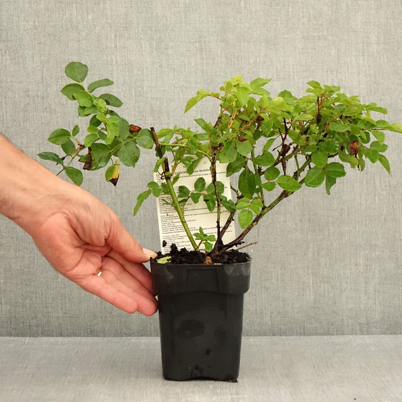 Spécimen de Rosier paysager couvre-sol Les Quatre Saisons Pot de 10 cm/11cm, Issu de bouture tel que livré en été