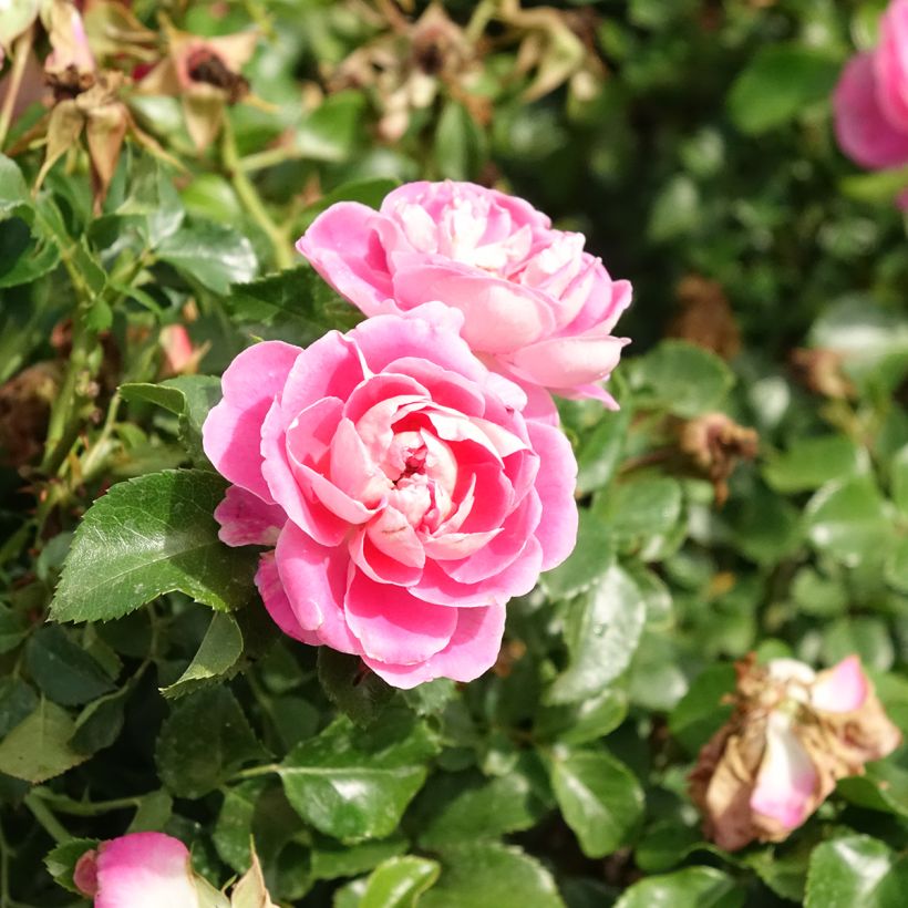 Rosier paysager couvre-sol Les Quatre Saisons (Floraison)