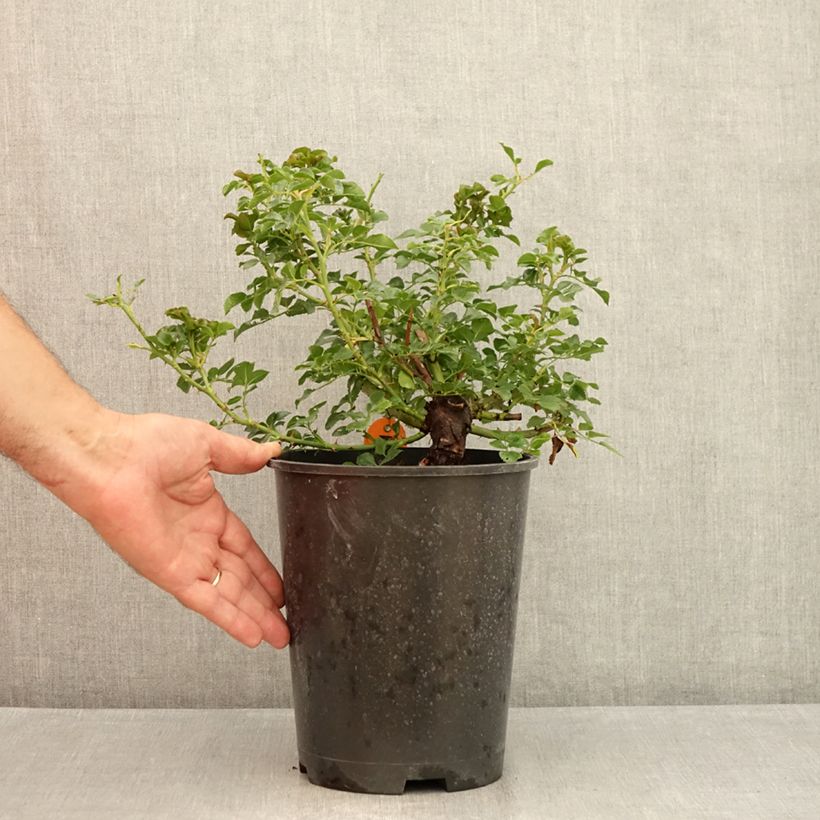 Spécimen de Rosier paysager couvre-sol Les Quatre Saisons Pot de 4L/5L tel que livré en été