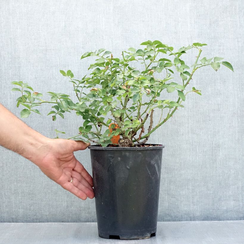 Spécimen de Rosier paysager Hello Pot de 4L/5L tel que livré en été