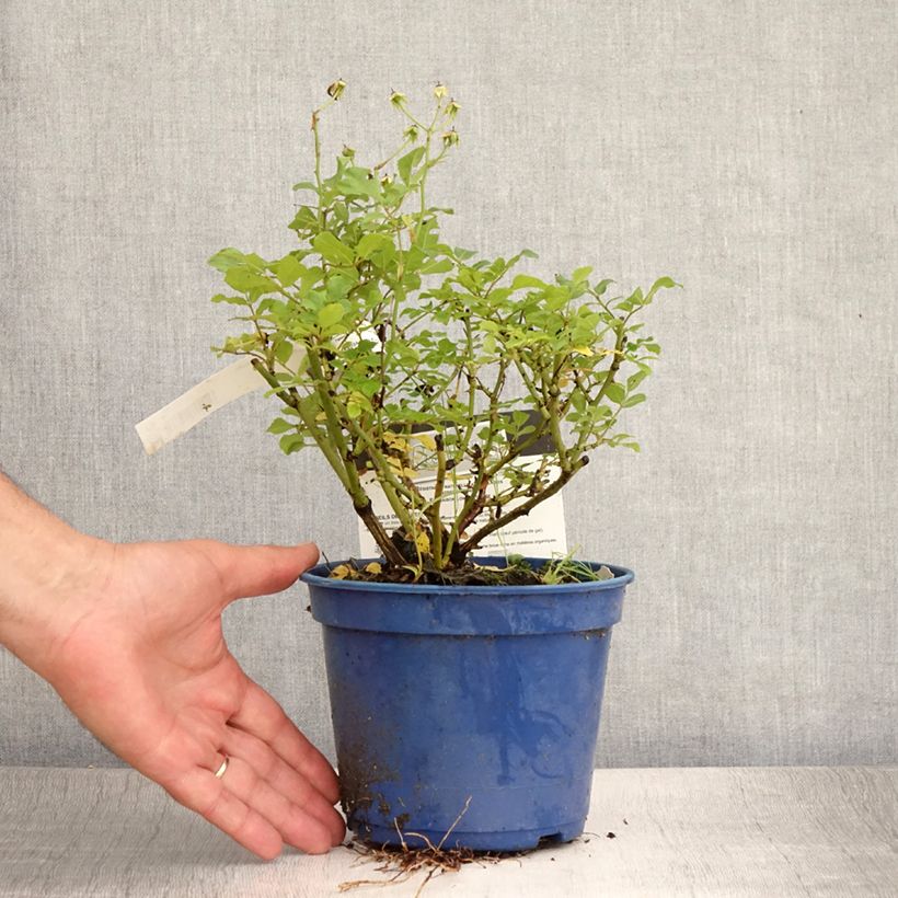Spécimen de Rosier paysager Rosanatura Alba Pot de 2L/3L tel que livré en été