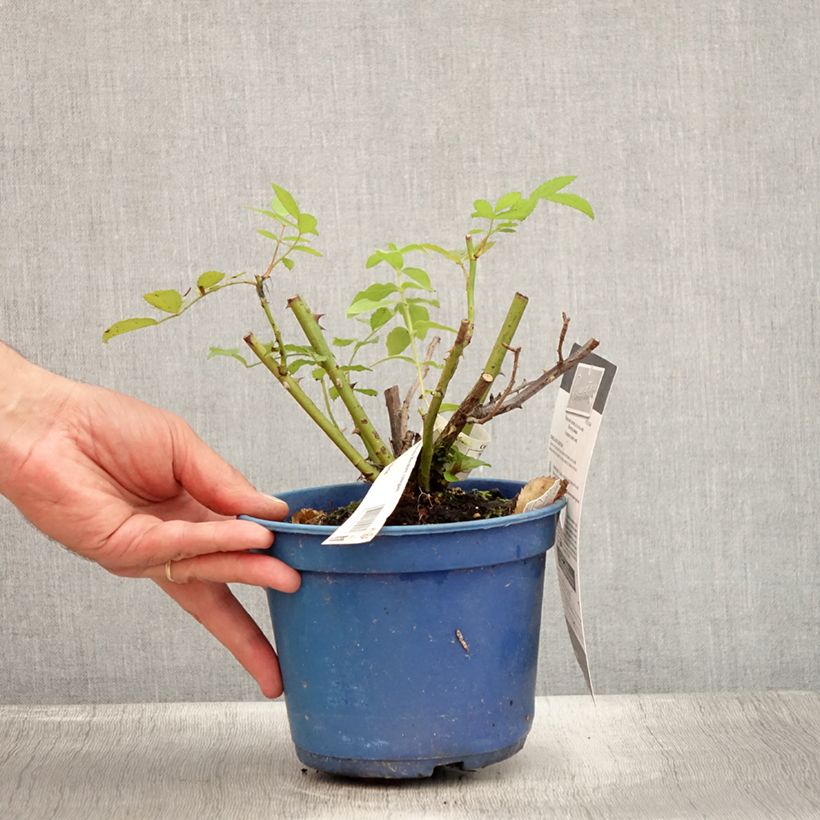 Spécimen de Rosier paysager Rosanatura Bicolore Pot de 2L/3L tel que livré en été