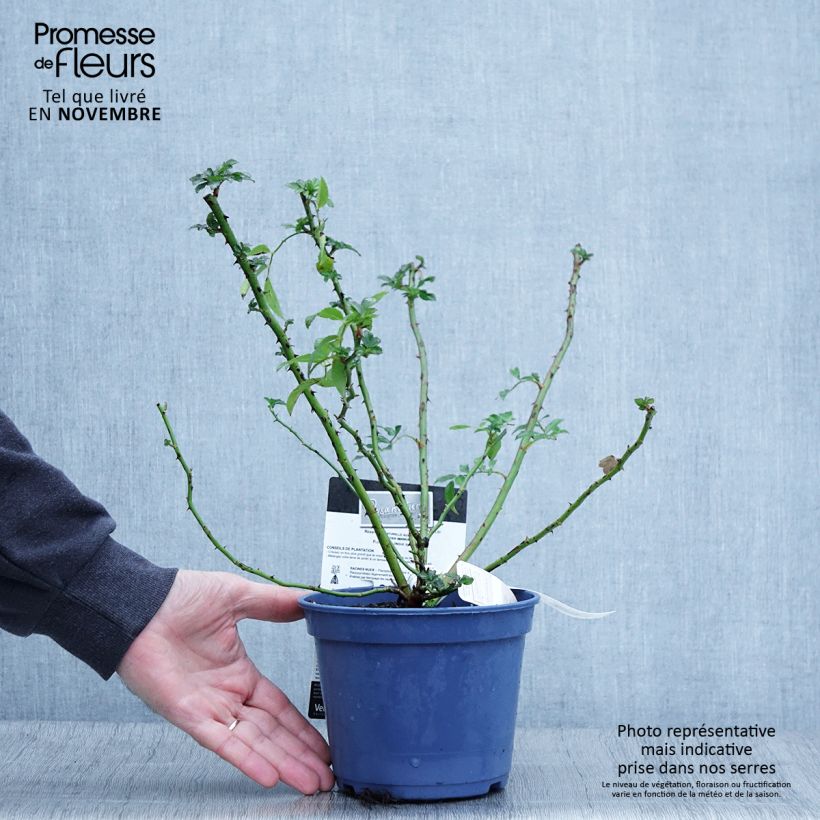 Spécimen de Rosier paysager Rosanatura Rosea Pot de 2L/3L tel que livré en automne
