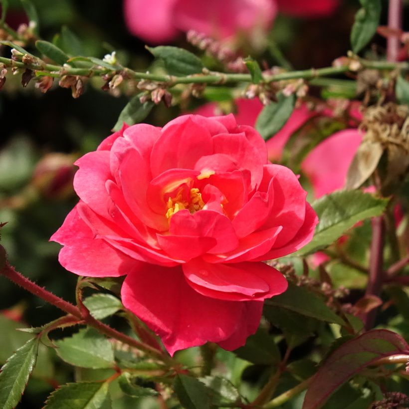 Rosier paysager Street Colors Jolie Provence Meilegase (Floraison)