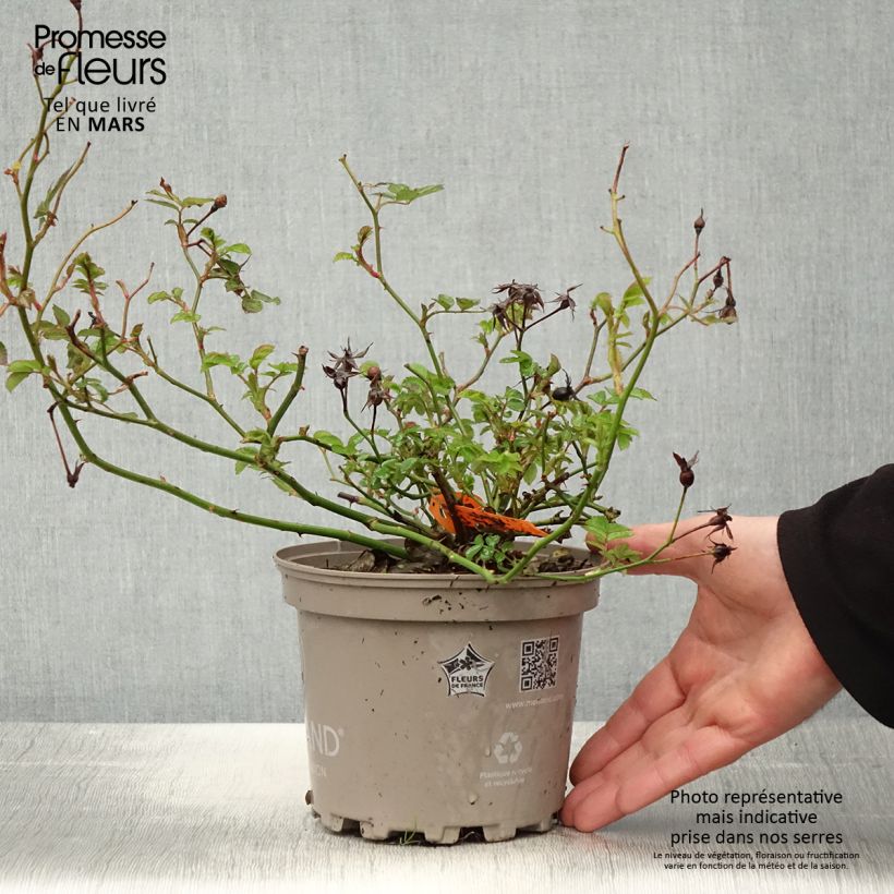 Spécimen de Rosier paysager Street Colors La Grande Motte Meimeigea - Pot de 2L/3L tel que livré au printemps