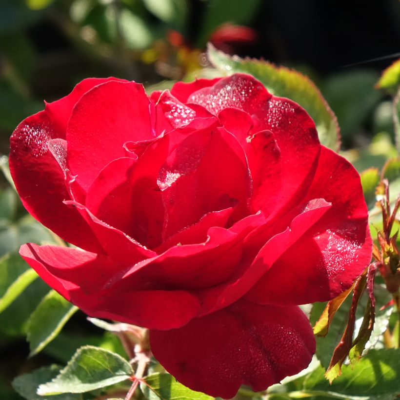 Rosier paysager Street Colors Moulin Rouge Meitralight (Floraison)