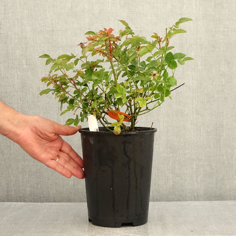 Spécimen de Rosier paysager Street Colors Rêve de Paris Meilowmye Pot de 4L/5L tel que livré en été
