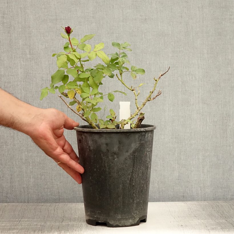 Spécimen de Rosier polyantha Mona Lisa  Pot de 4L/5L tel que livré en été