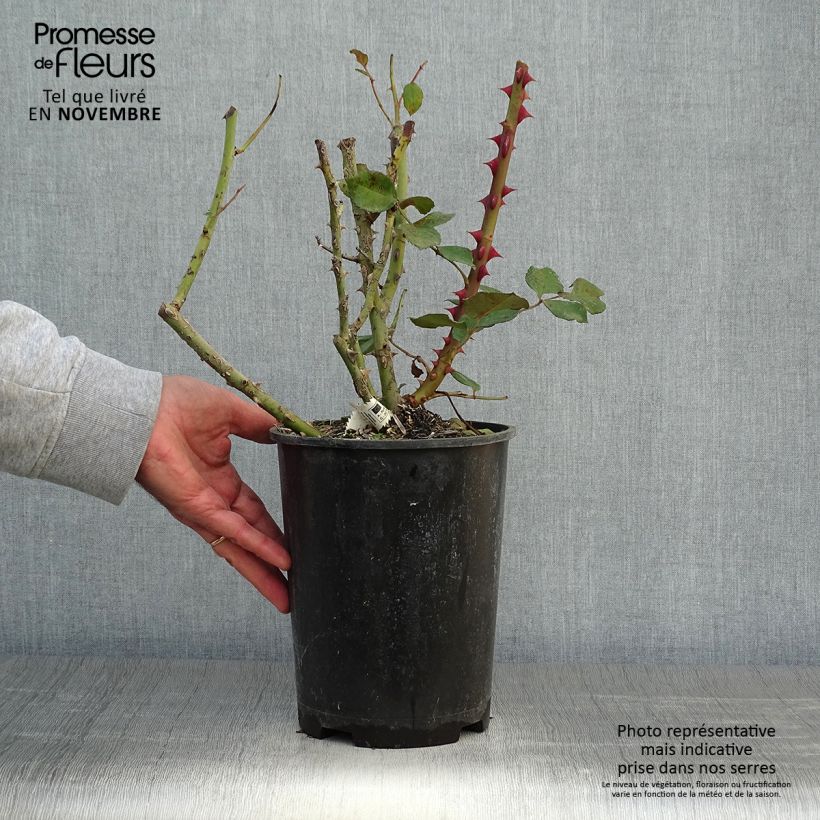 Spécimen de Rosier Princesse Astrid de Belgique - Rosier buisson à grandes fleurs Pot de 4L/5L tel que livré en automne