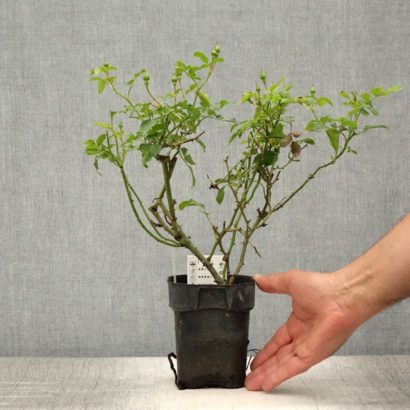 Spécimen de Rosier Rigo Innocencia Pot de 10 cm/11cm, Issu de bouture tel que livré en été