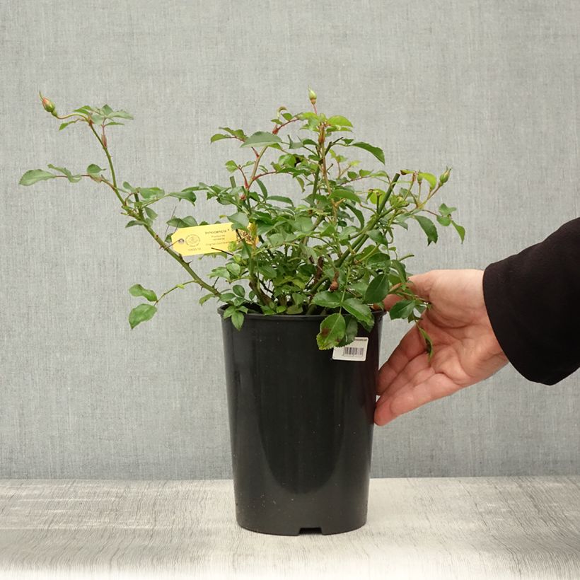 Spécimen de Rosier Rigo Innocencia Pot de 3L/4L tel que livré en automne