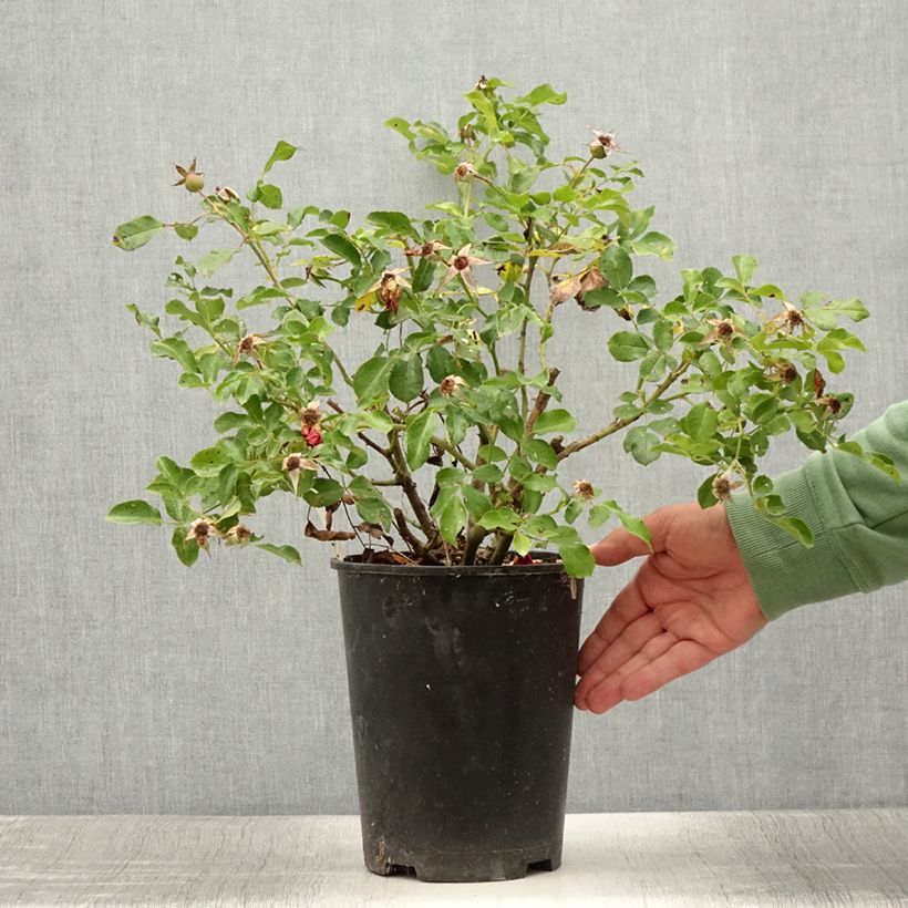 Spécimen de Rosier Rigo Rosen Caracho Pot de 1,5L/2L tel que livré en été