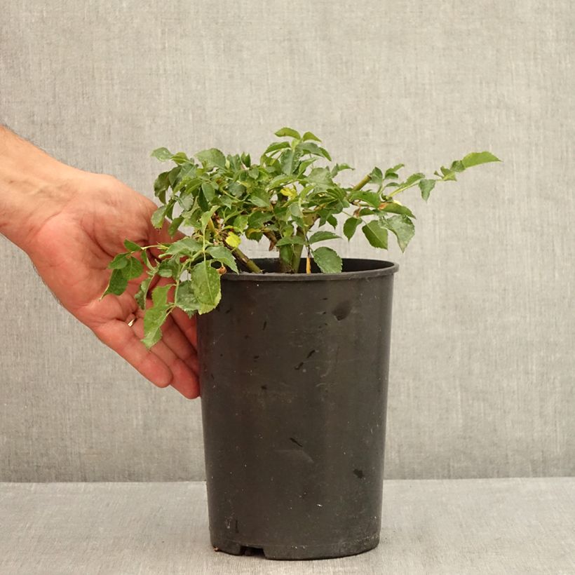 Spécimen de Rosier Rigo Solero  Pot de 1,5L/2L tel que livré en été