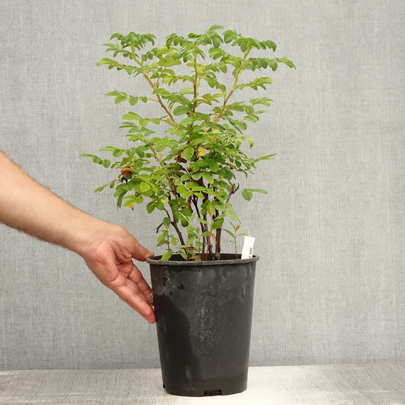 Spécimen de Rosier rugosa Alba Pot de 3L/4L, Qualité 2 branches tel que livré en été