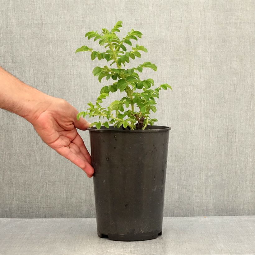 Spécimen de Rosier rugosa Blanc double de Coubert Pot de 4L/5L, Qualité 2 branches tel que livré en été