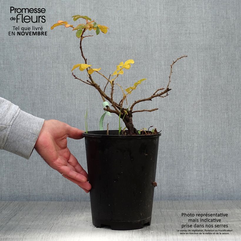 Spécimen de Rosier rugosa Frau Dagmar Hastrup Pot de 2L/3L, Qualité 2 branches tel que livré en automne