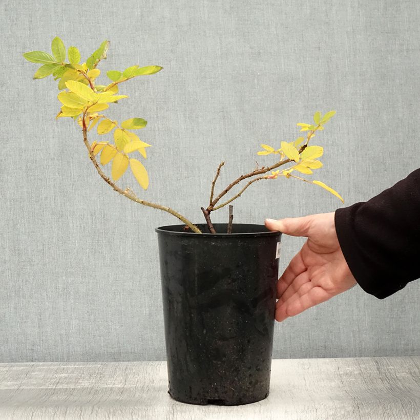 Spécimen de Rosier rugosa Hansa Pot de 4L/5L, Qualité 2 branches tel que livré en automne