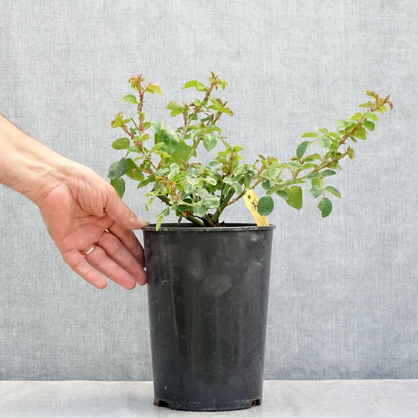 Spécimen de Rosier rugosa Hansa Pot de 4L/5L, Qualité 2 branches tel que livré en été
