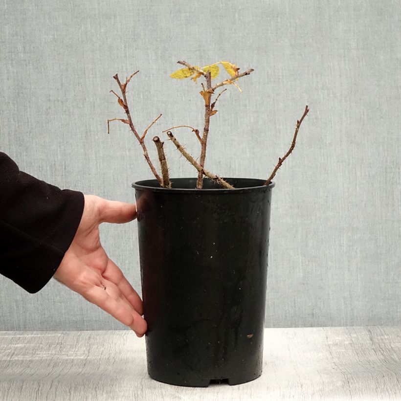 Spécimen de Rosier rugosa Roseraie de l'Haÿ Pot de 3L/4L, Qualité 2 branches tel que livré en automne