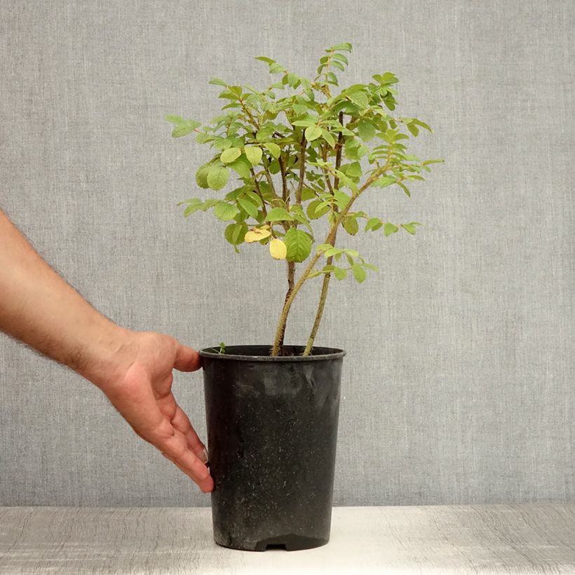 Spécimen de Rosier rugosa Rubra Pot de 2L/3L, Qualité 2 branches tel que livré en été