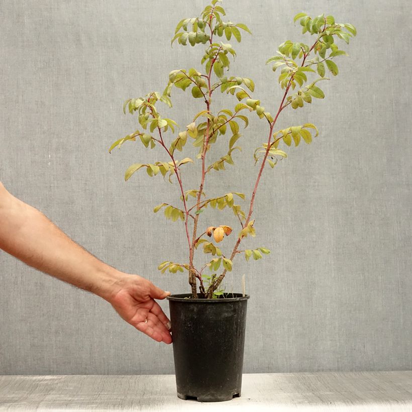 Spécimen de Rosier Rugosa Thérèse Bugnet  Pot de 4L/5L, Qualité 2 branches tel que livré en été