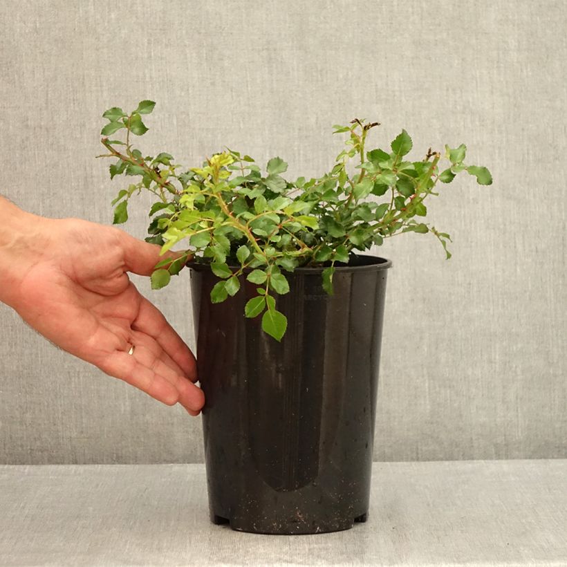 Spécimen de Rosier Sans Contraintes Toscana / Gärtnerfreude Pot de 3L/4L tel que livré en été
