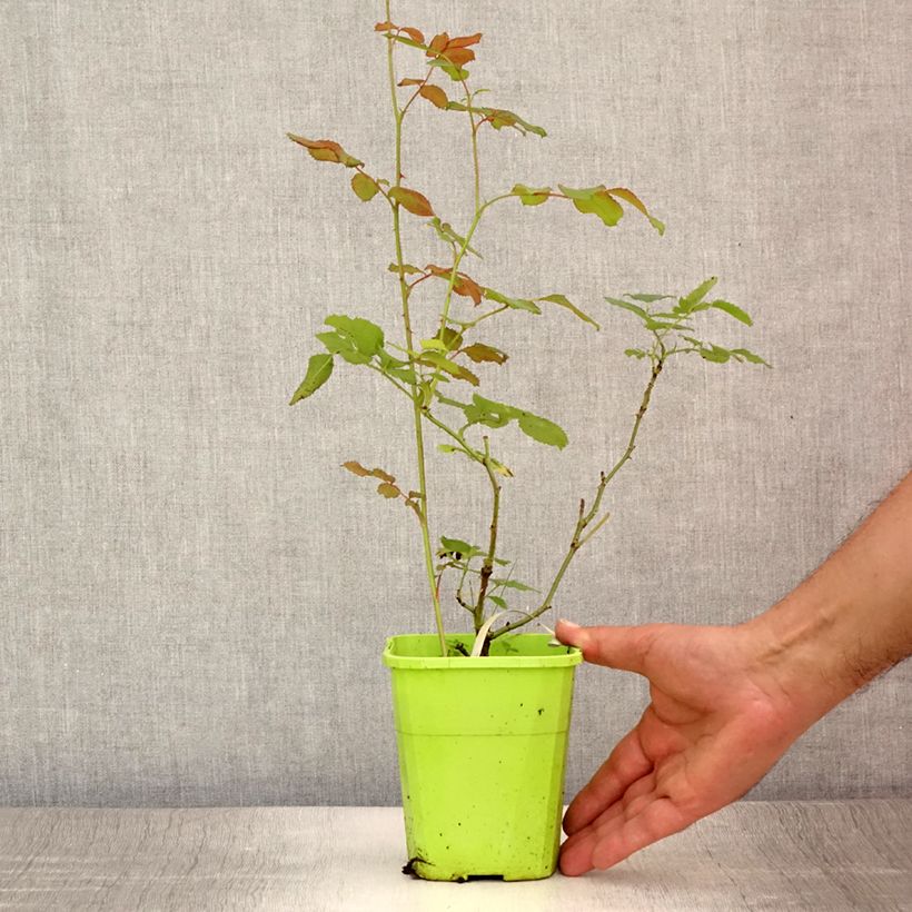 Spécimen de Rosier See You In Pink Pot de 1,5L/2L tel que livré en été