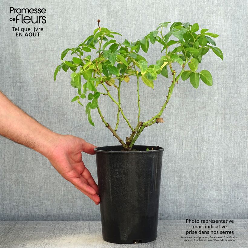 Spécimen de Rosier See You In Red Pot de 4L/5L tel que livré en été