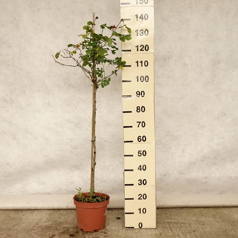 Spécimen de Rosier Tige anglais David Austin Gabriel Oak  Pot de 4L/5L, Tige de 70/90 tel que livré en été